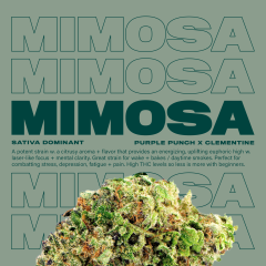 Mimosa