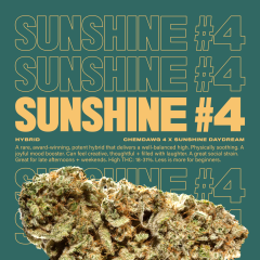 Sunshine4